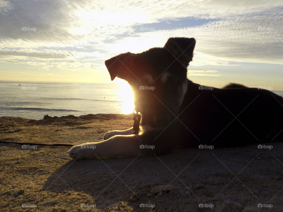 Puppy and the sunset