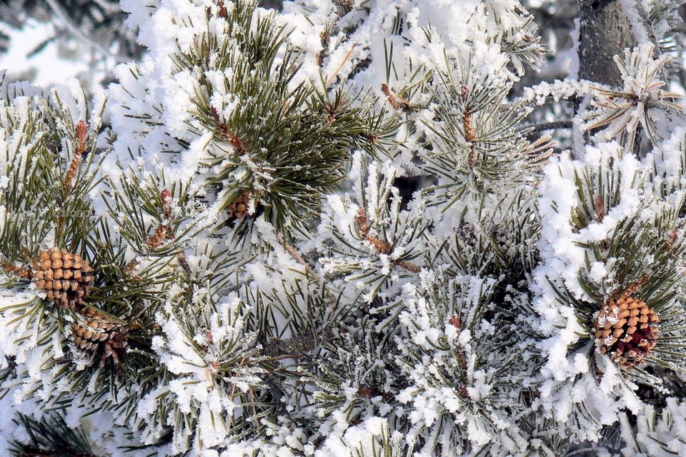 Pine needles and cones after a fresh snowfall