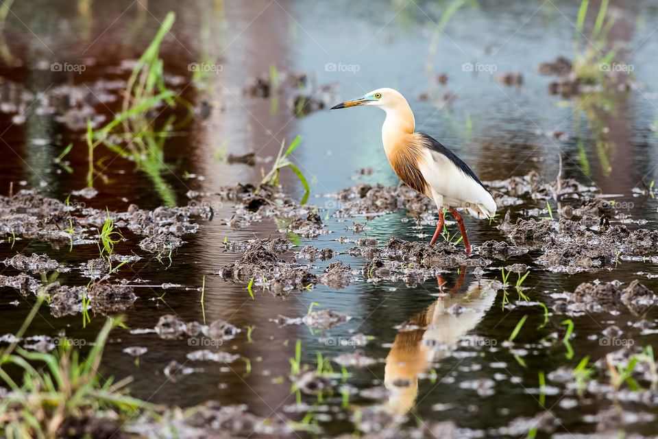 Javan Porn Heron