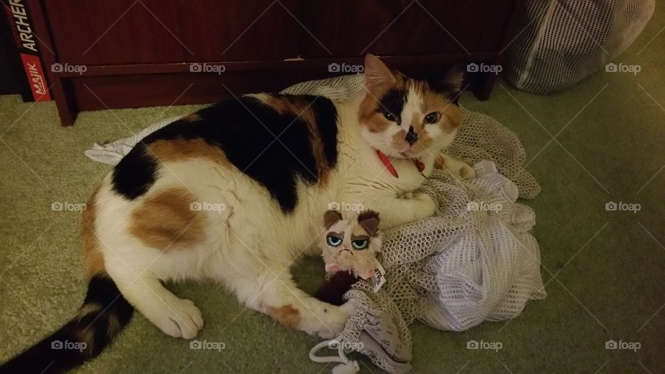 Cat with toy