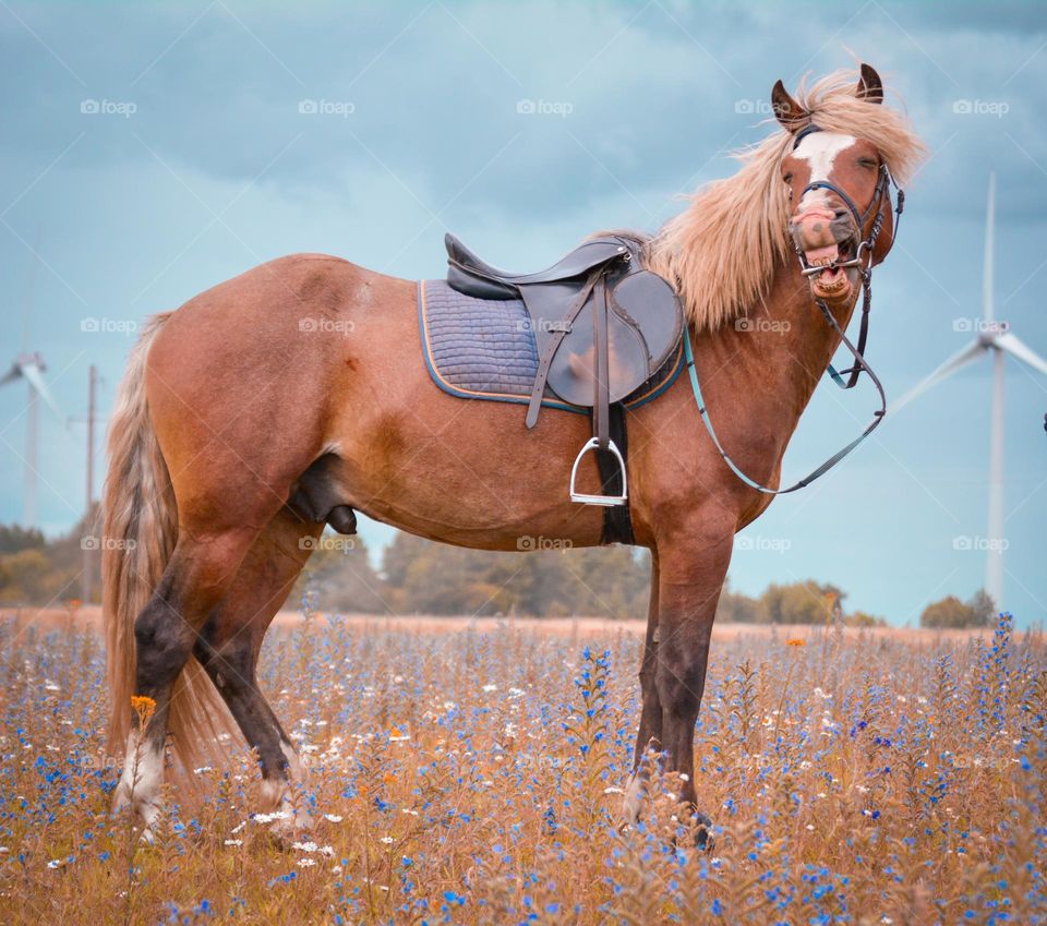 "Estonian breed stallion Ataman"