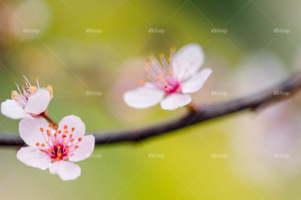 Spring flowers 