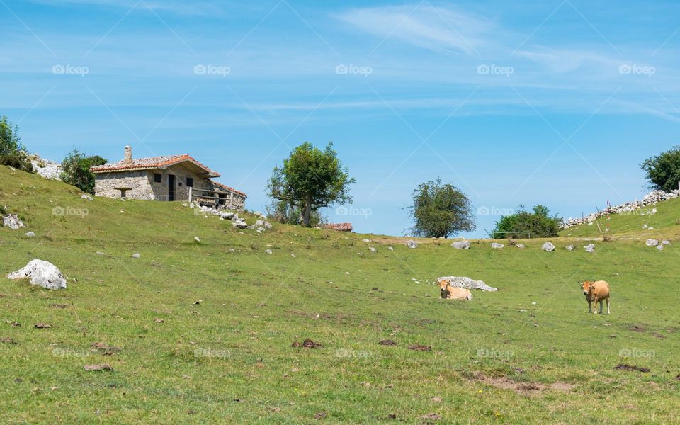 Stone hut and cows at Lagos de Covadonga. Asturias, Spain.