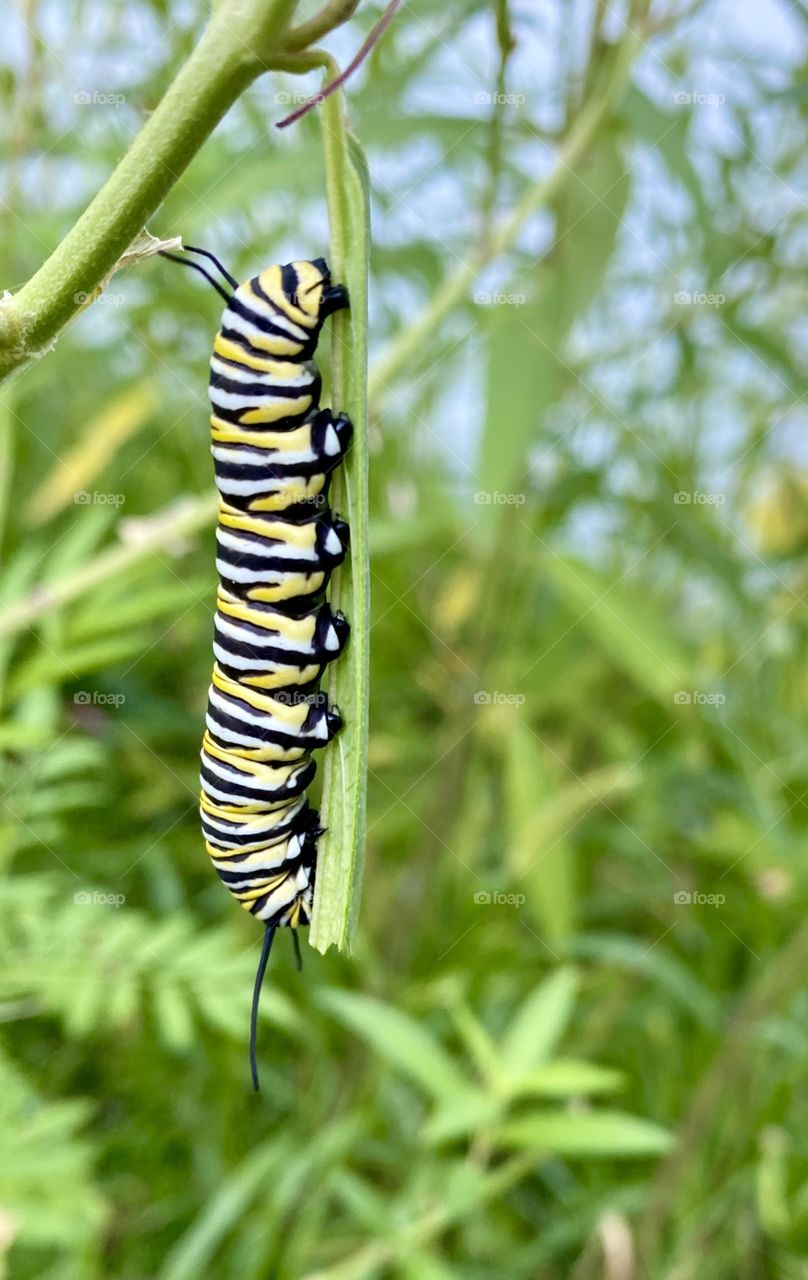 Monarch caterpillar on a milkweed leaf, vertical orientation 