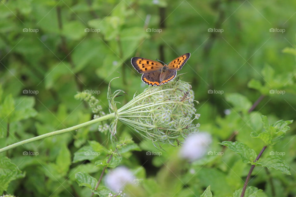 Queen Anne's lace hosting a bronze copper butterfly spotted in my backyard