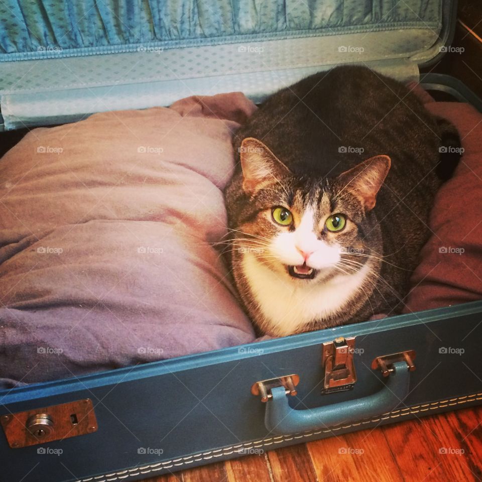 This is my bed! . Tabby cat claiming her up-cycled vintage suitcase bed 