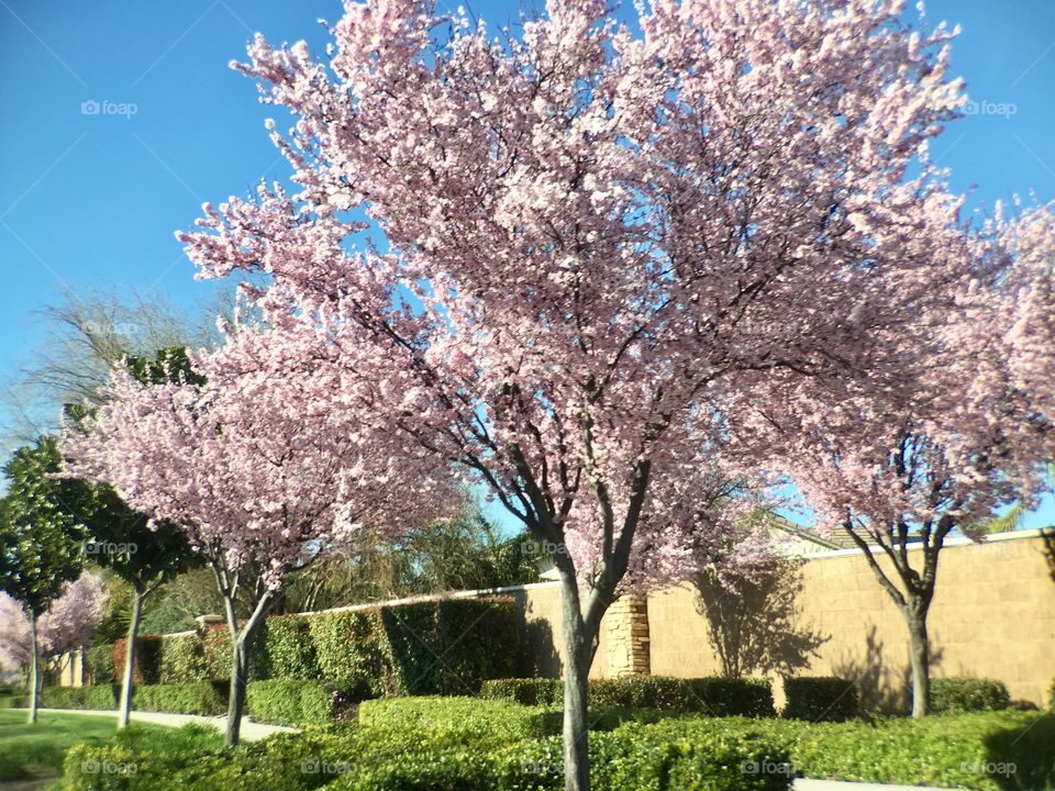 Spring Blooming Trees 