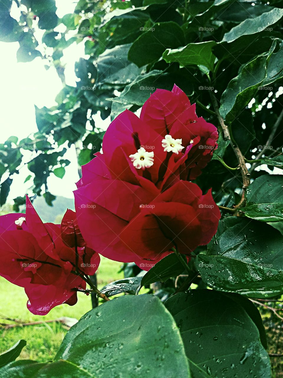 PLANT, GARDEN, LEAVES, FLOWERS, ENVIRONMENT.