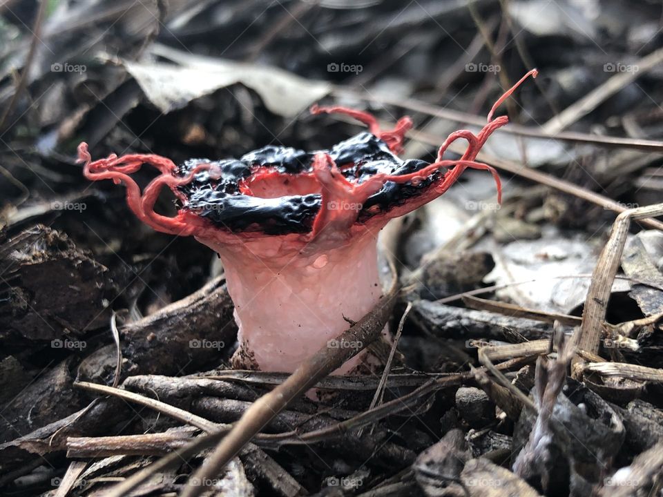 Cogumelo fedorento raro 🍄❣️
