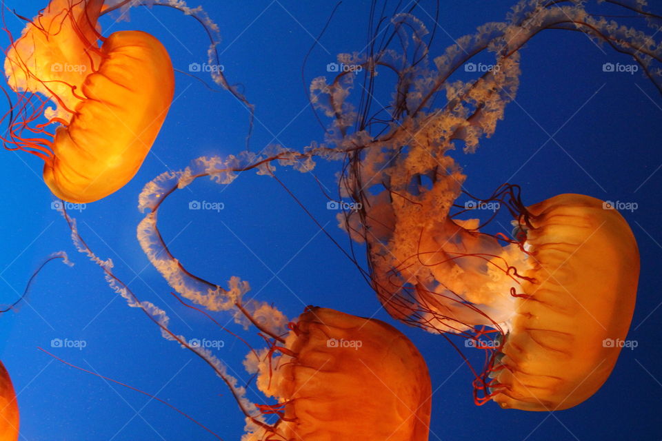 Jellyfish swimming under water