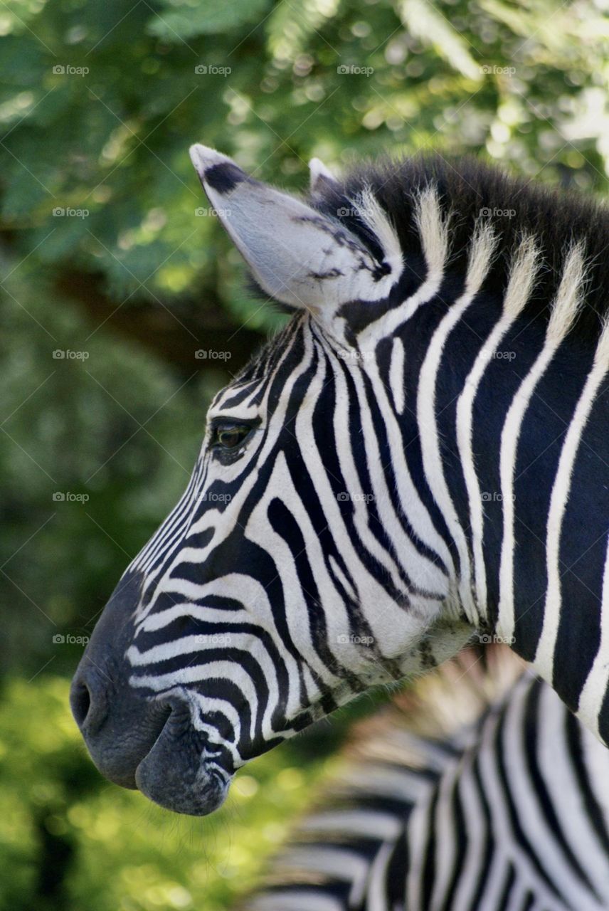 A close up shot of the zebra next door 