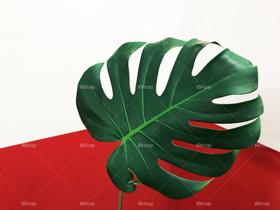 Monstera leaf