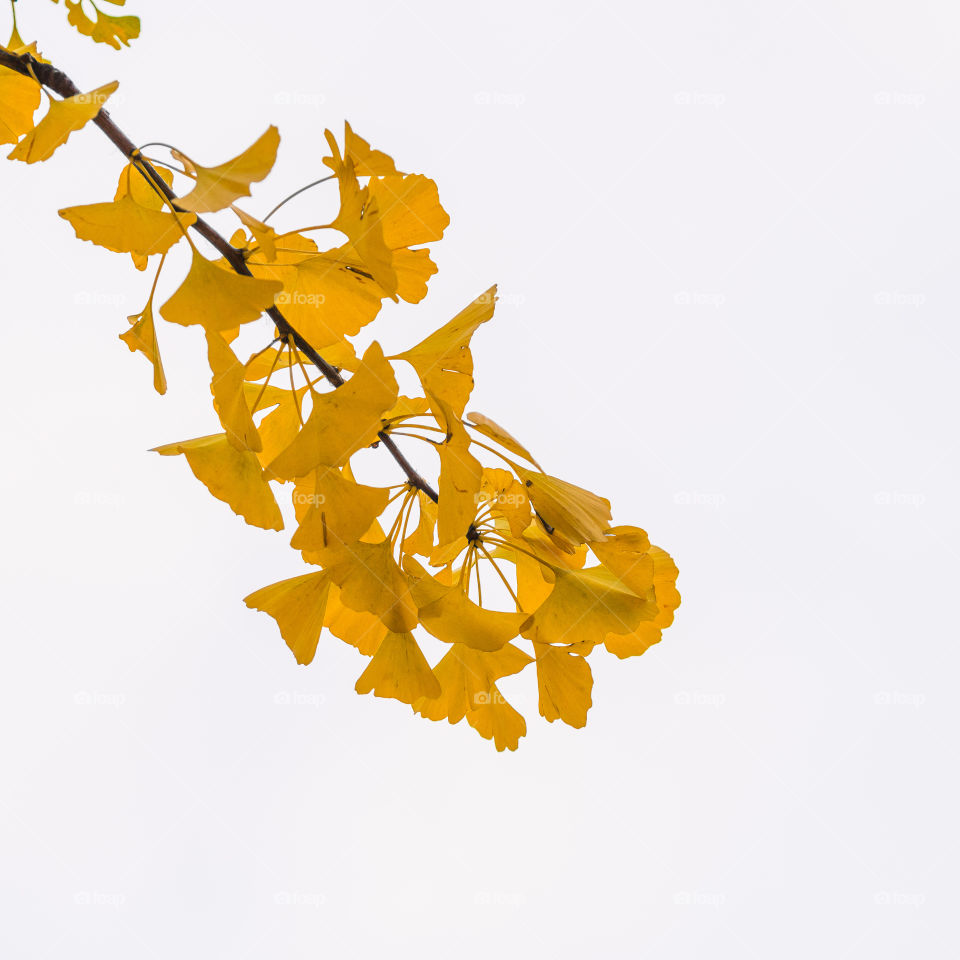 Fall leaves. Shot looking straight up to the sky while isolating a branch to get the background completely blown out white. 