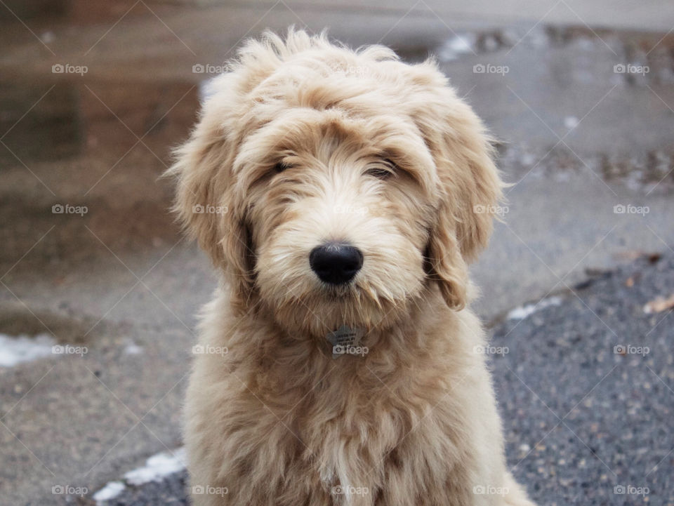 Rainy days with a puppy