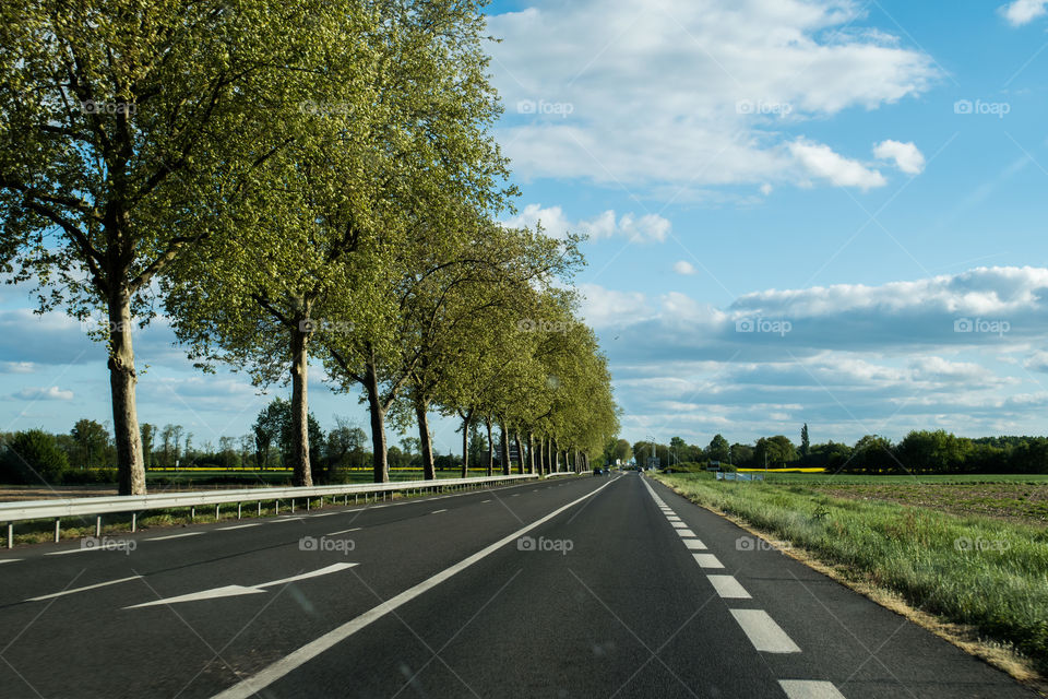 Trees in the line, road in Burgundy France