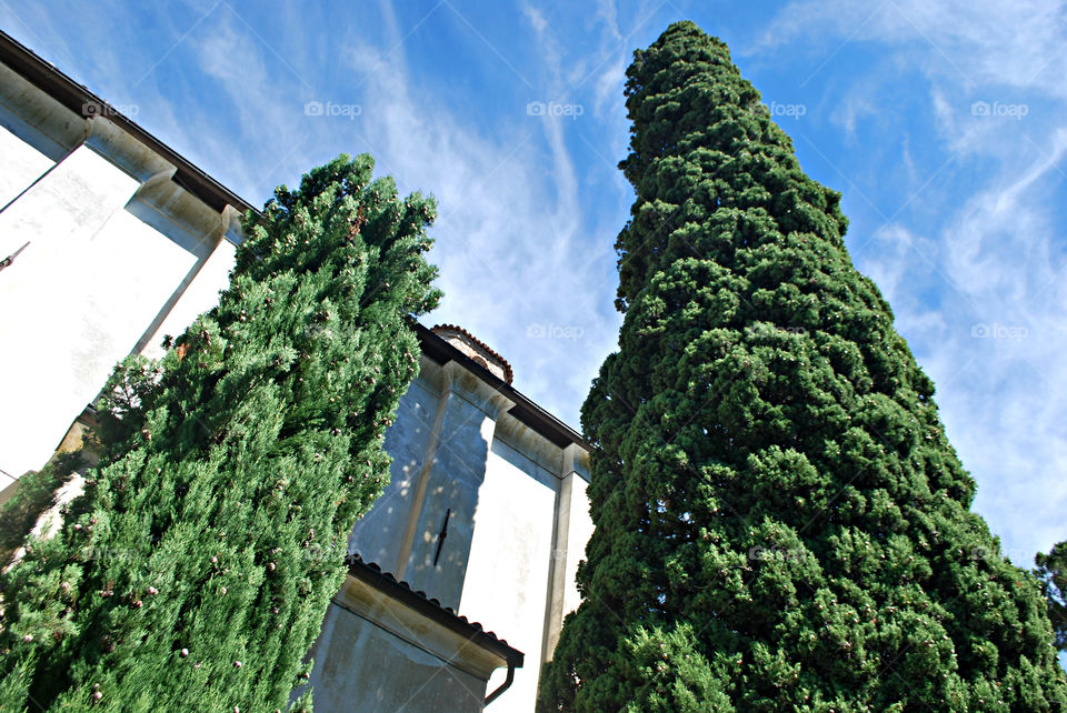 Cypresses at Villa Fogazzaro Roi - Valsolda, Como, Lombardy, Italy.