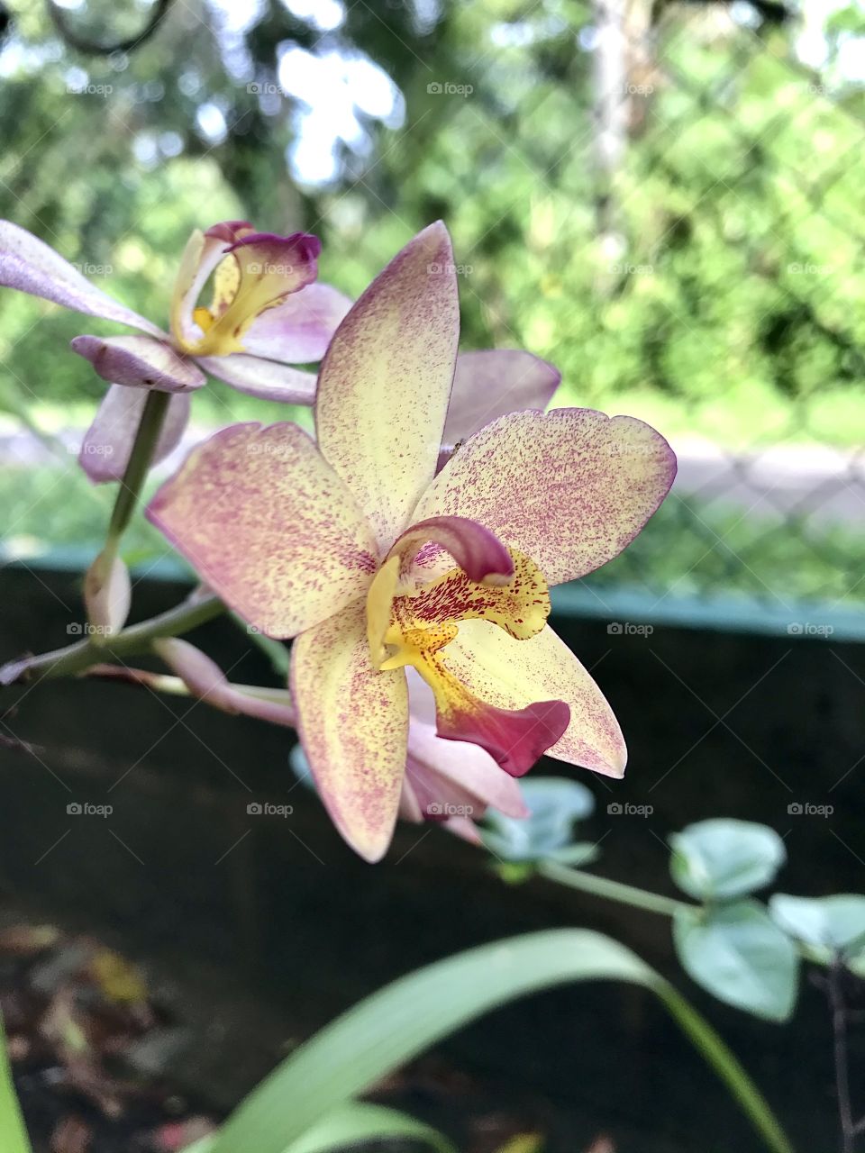 Ground Orchid ( Genus: Spathoglottis )