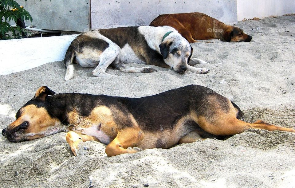 Stray dogs on the beach