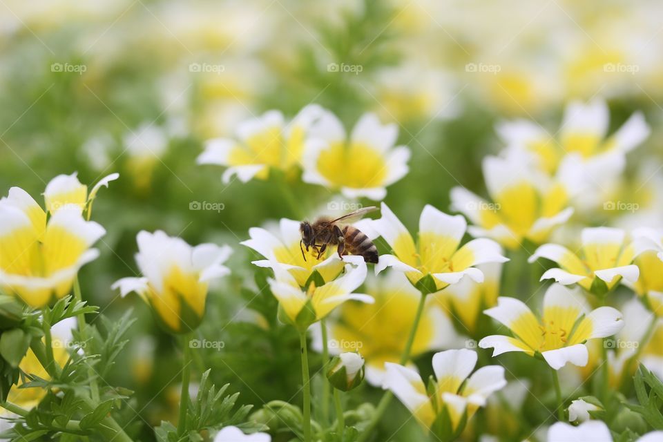 Limnanthes douglasii, 