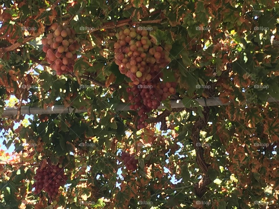 Bunch of grapes growing in Cyprus 