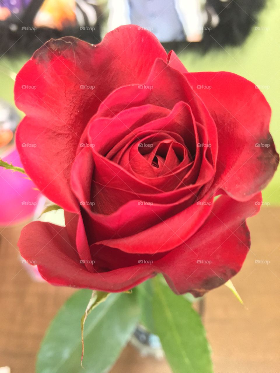 Single red rose.