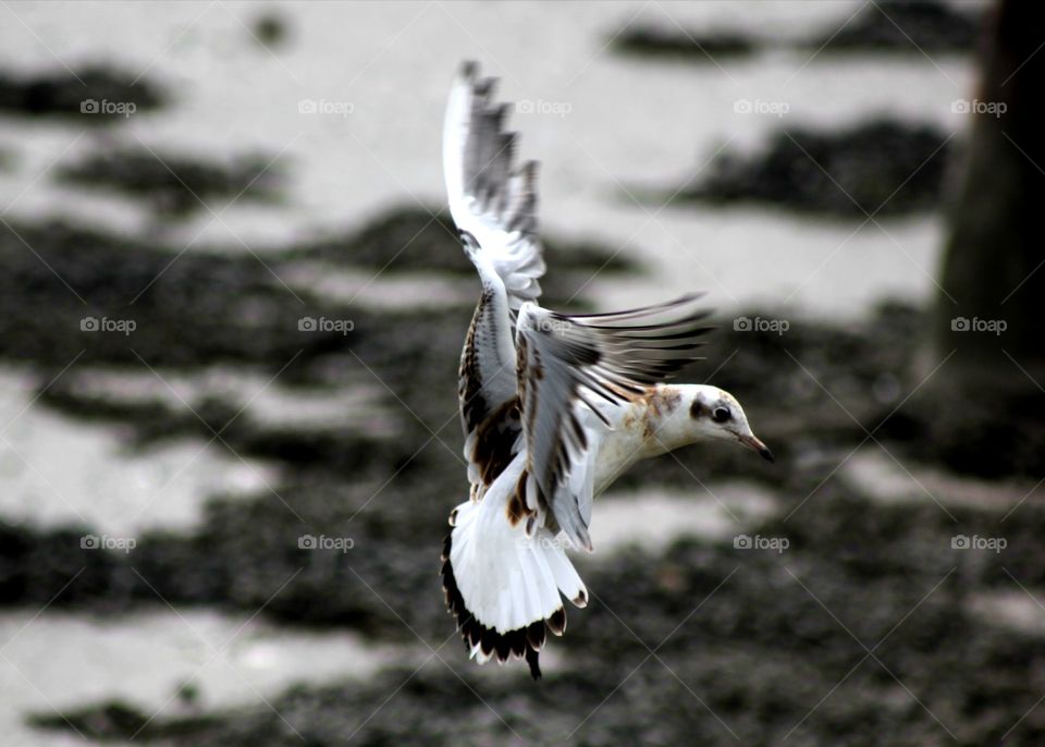 Animals, bird, wings, fly