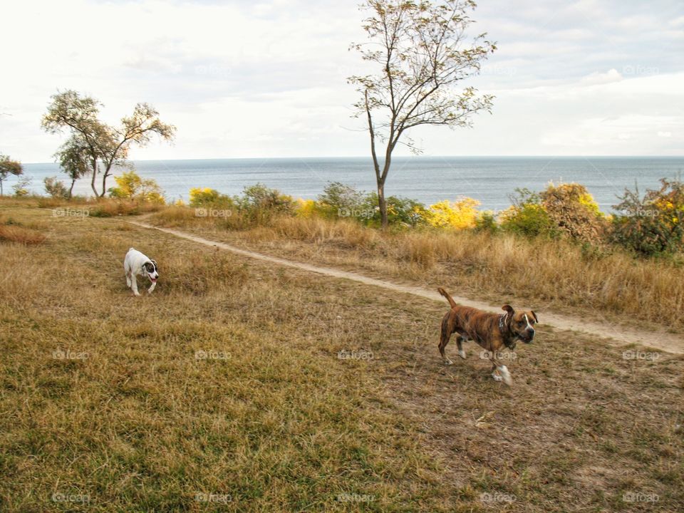 dogs in nature собаки на природе