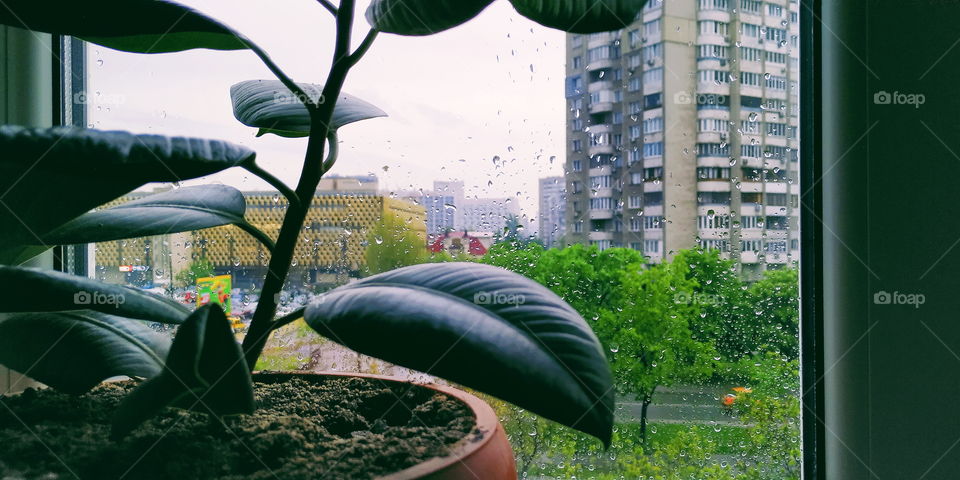 ficus plant on the windowsill