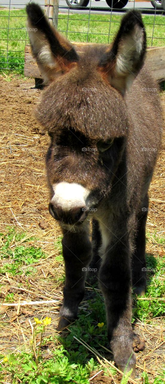 Miniature Donkey bably