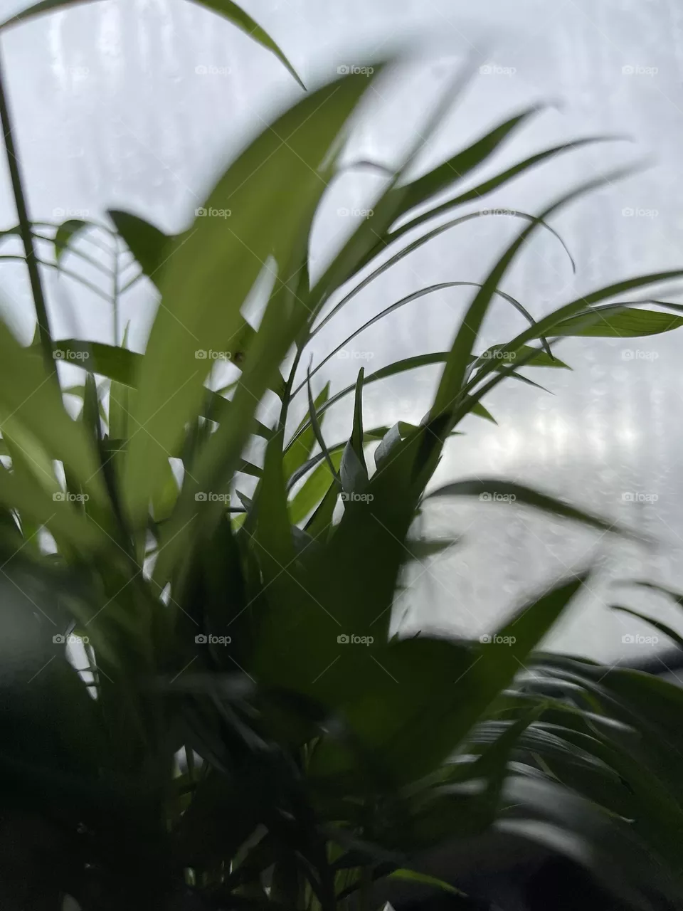 Grass and Glass