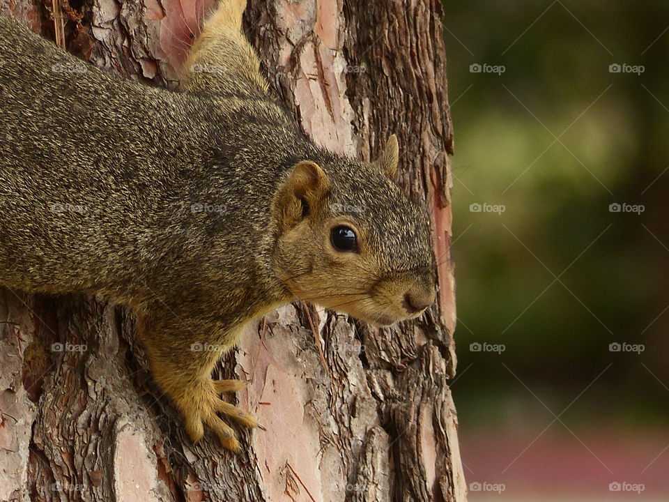 Squirrel descends from tree 