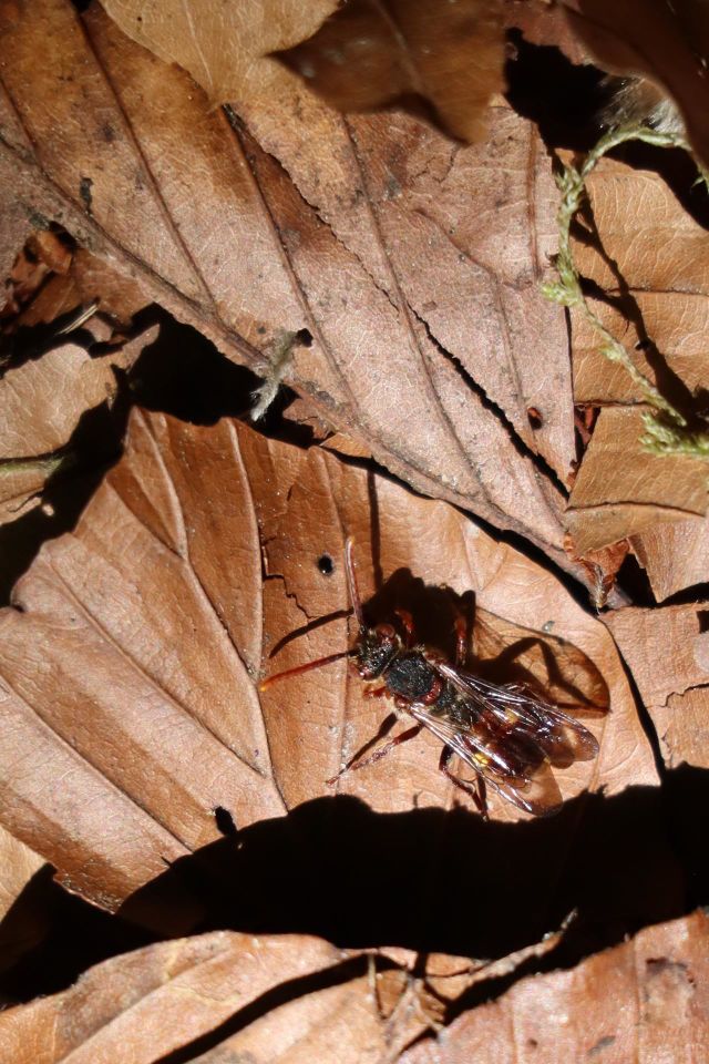 insects and wildlife