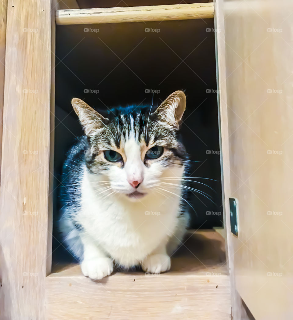 Cat in cabinet 
