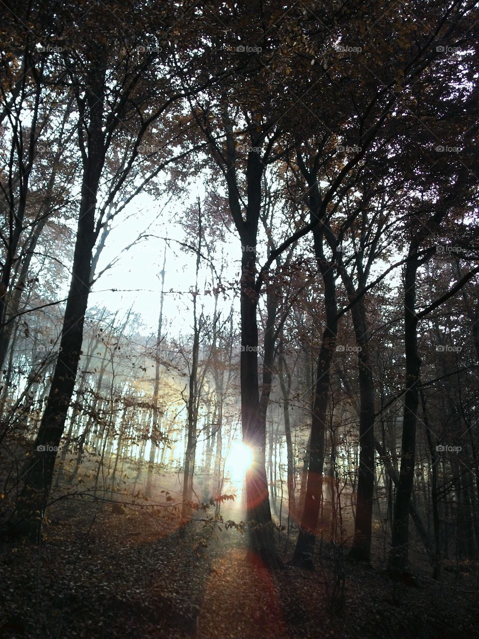 Sunlight through the forest