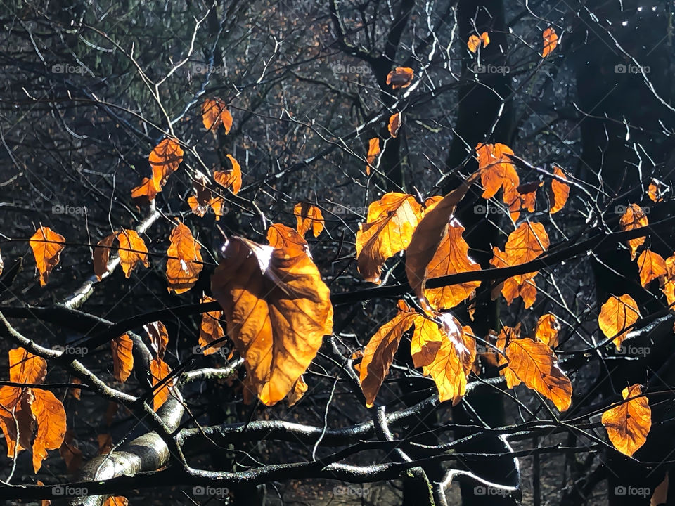 Glowing leaves