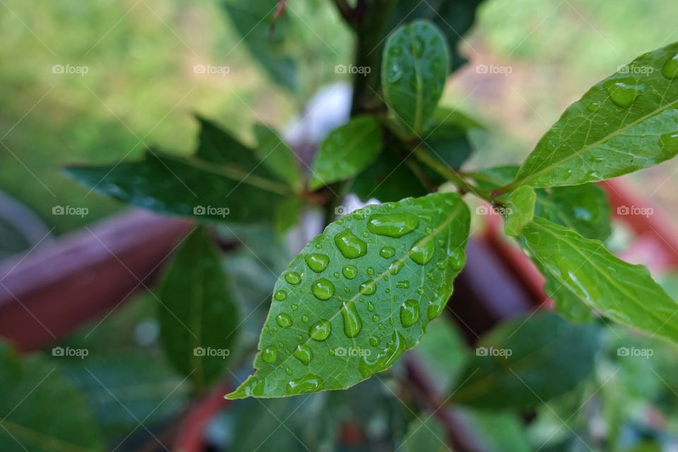 Raindrops on leaves