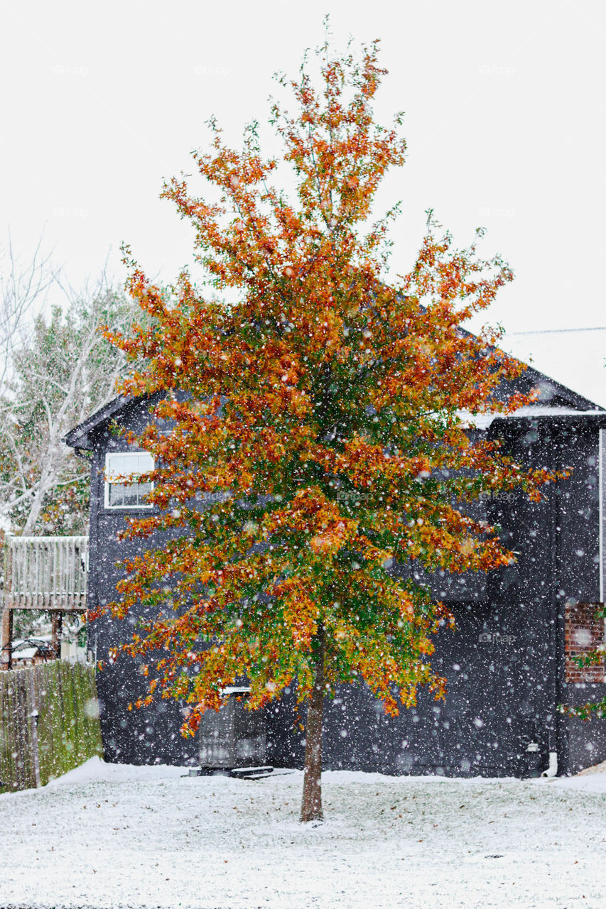 fall tree and snow