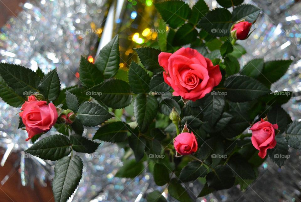 roses flowers Christmas decorations and gifts winter holiday