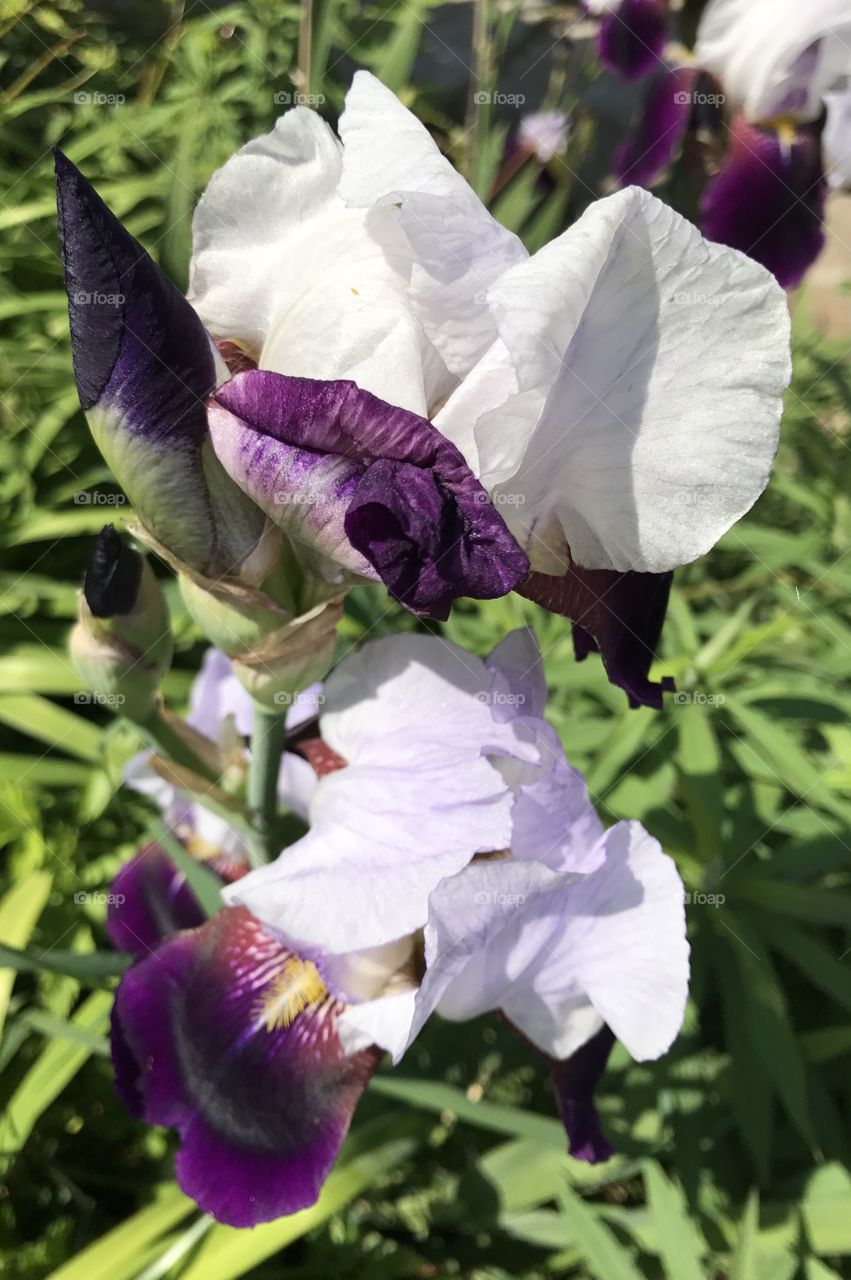 Purple Flower