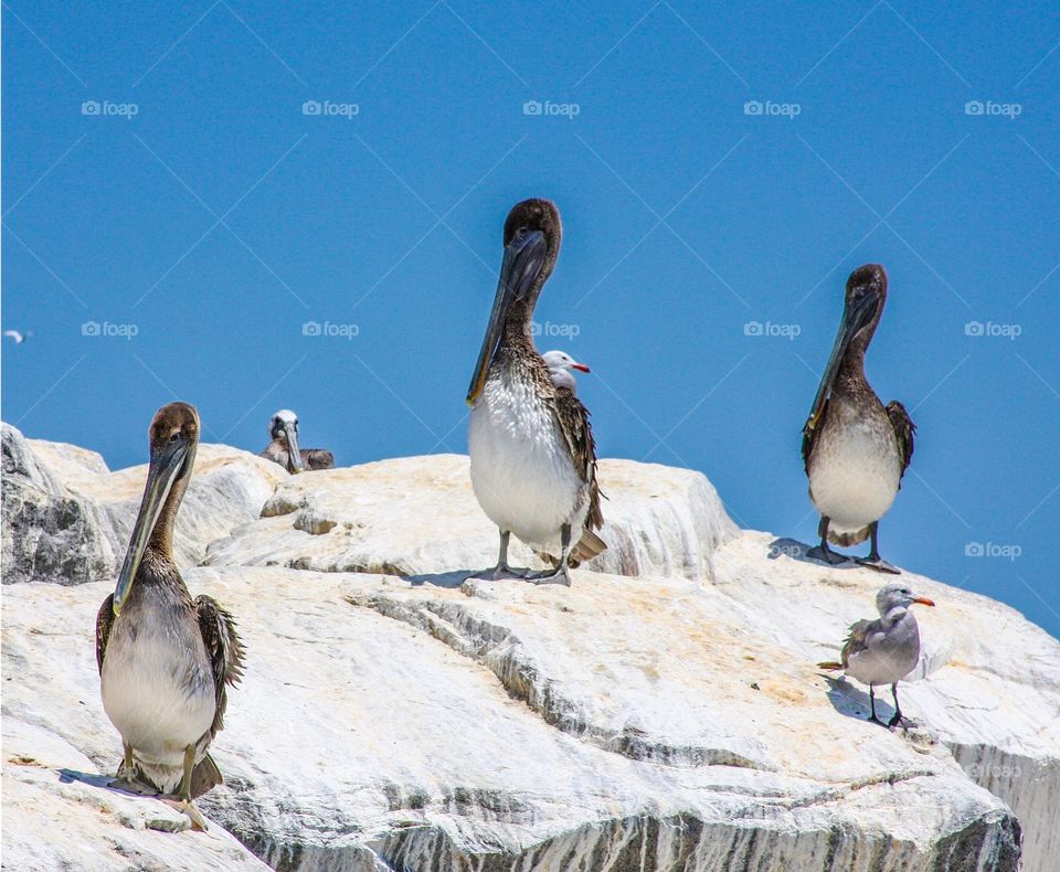Pelicans resting on rocks at Dana Point Beach - CA