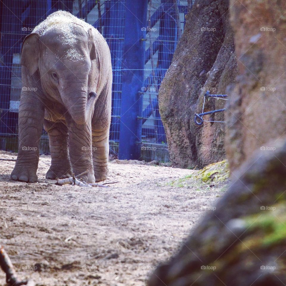 View of elephant calf