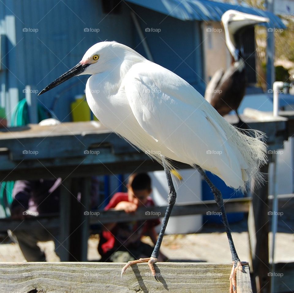 Docked bird