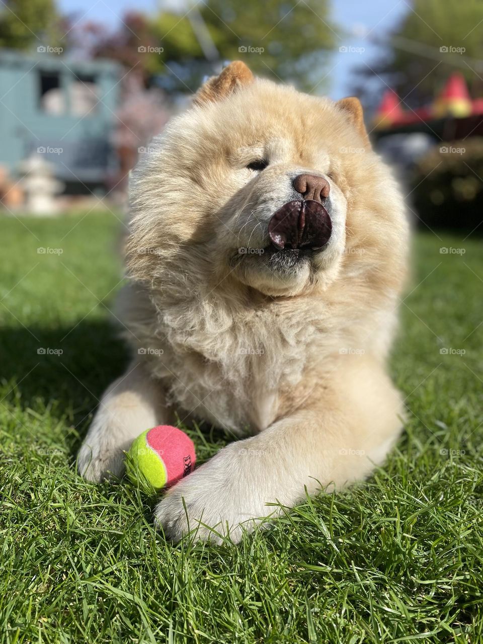 Tongue out dog enjoying the sun and ball