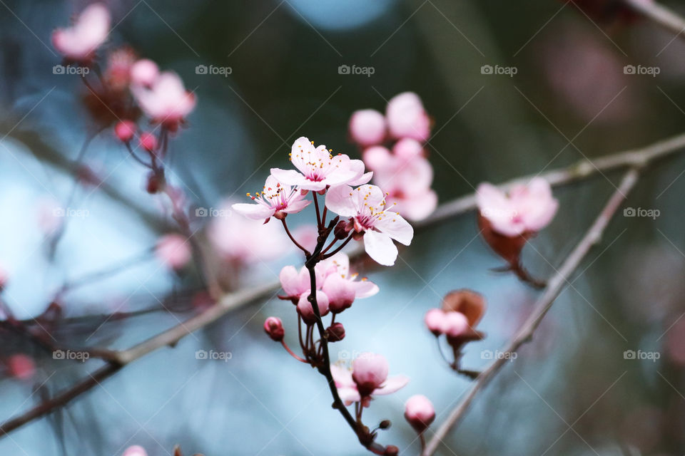 First blooming flowers on a tree in spring