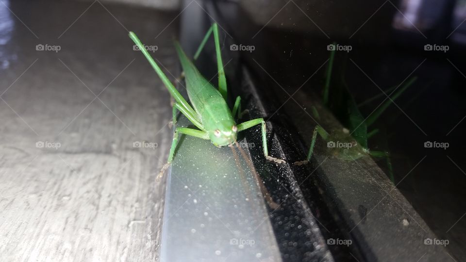 closeup grasshopper