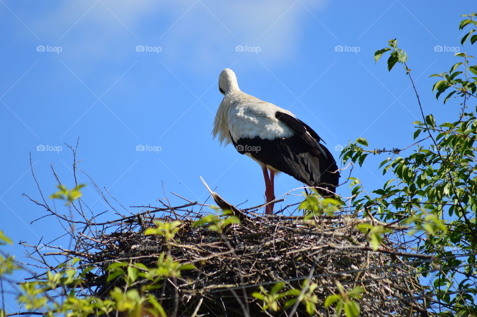 stork