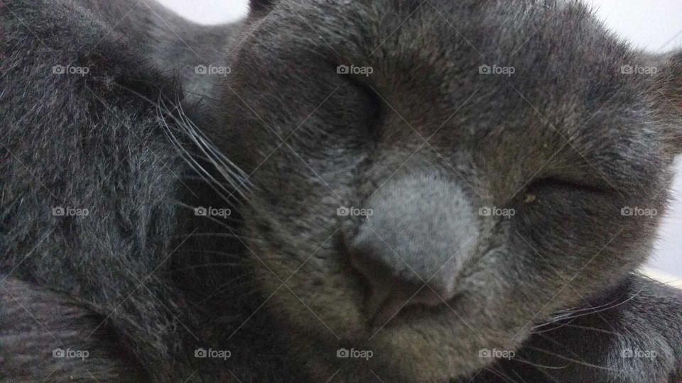 Grey Kitty
