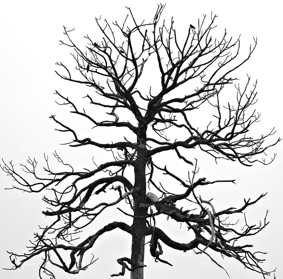 
Dead Wood Brings New Life - Birds in the tree - Hard to believe, but trees can actually provide more habitats for wildlife dead than when they are alive. Standing dead and dying trees, called “snags” or “wildlife trees