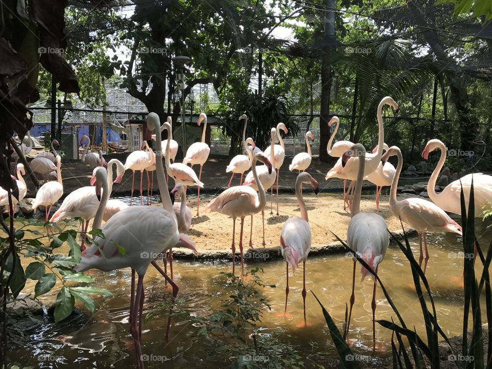 Flamingos parade