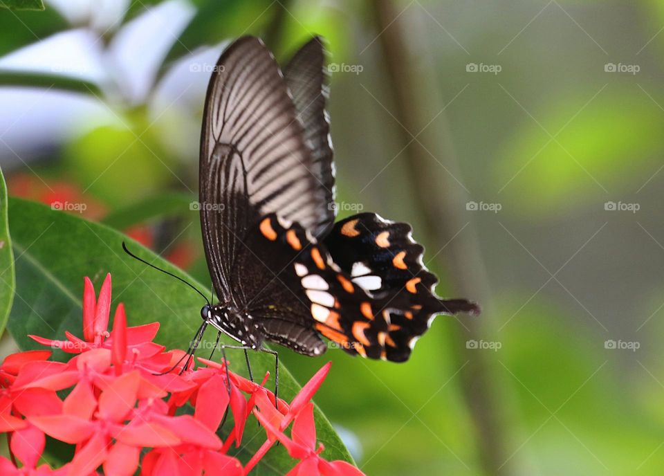 Beautiful and cute butterfly